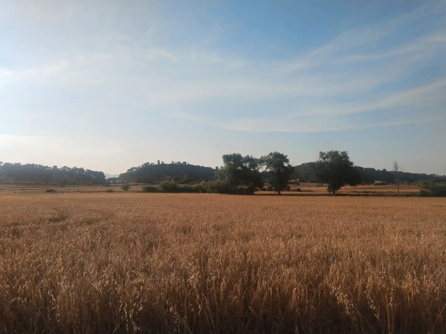 Terreno rustico in vendita a Sineu, imagen 10