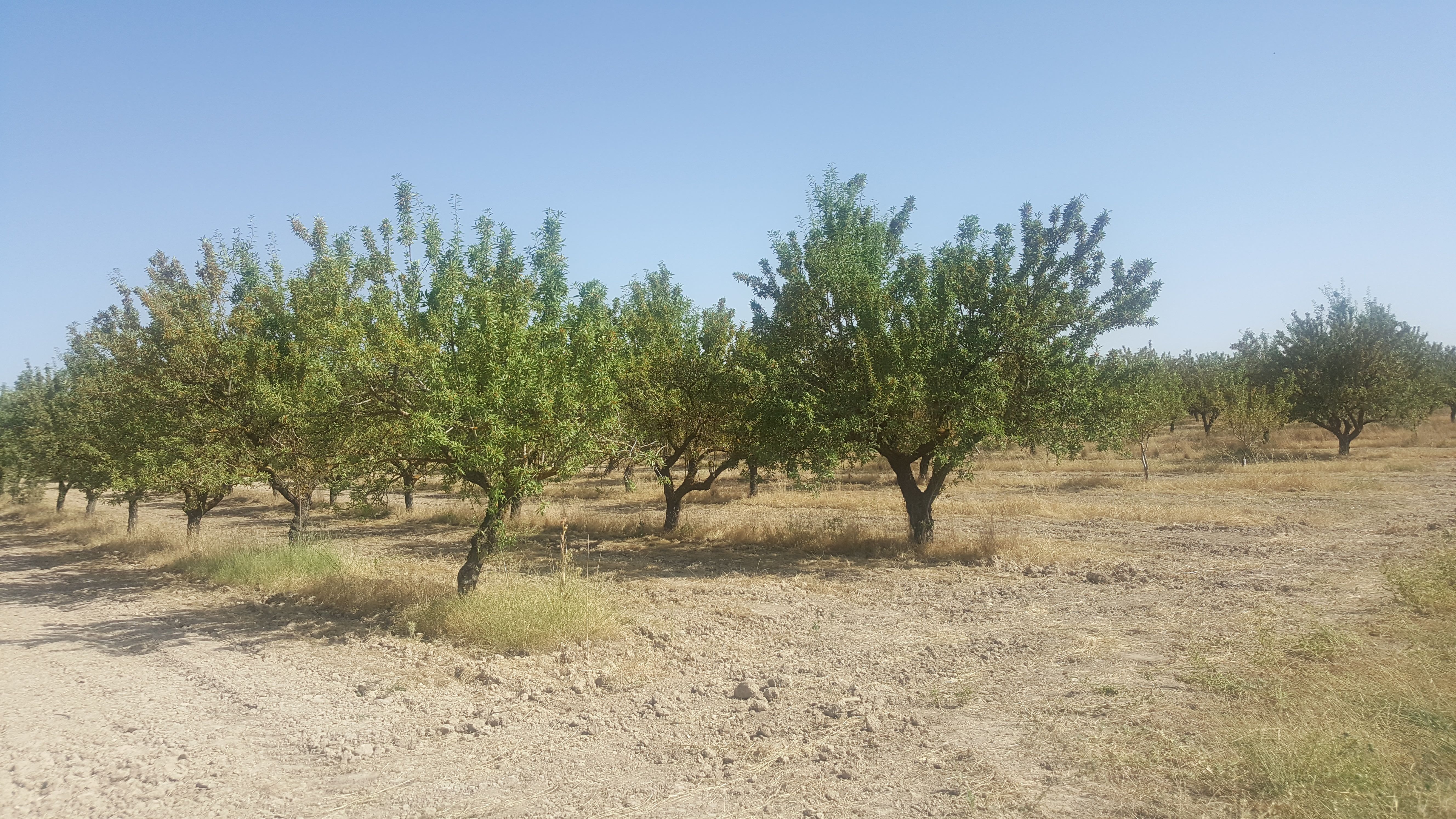 Land for sale in Brozas