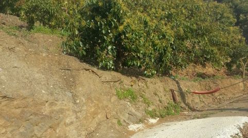 FINCA MANGOS EN JETE -ALMUÑECAR-GRANADA, immagine 3