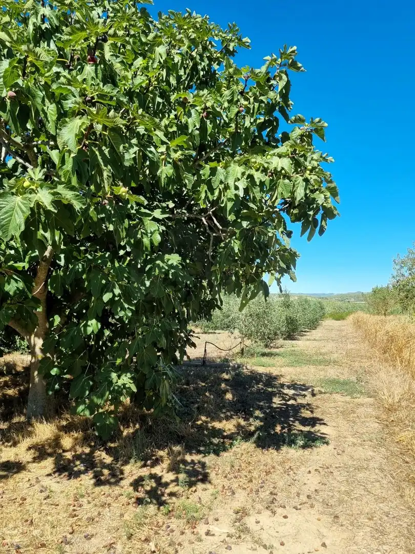Lands and plots for sale in poligono 17 parcela 32, imagen 21