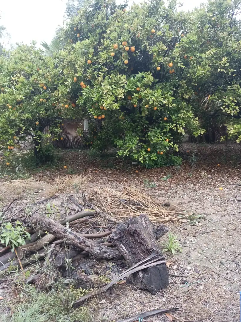 Terrain rustique à vendre à La Foia - Daimés - Asprella, imagen 3