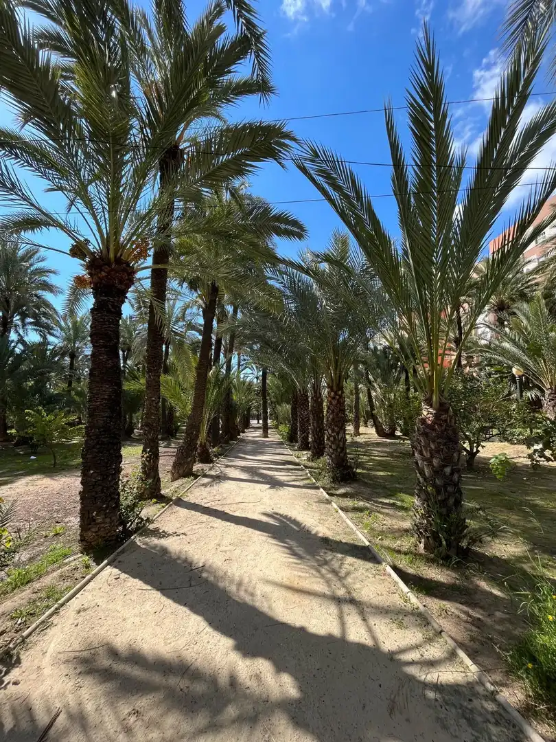 Wohnung mit Terrasse zum Verkauf in Elche ciudad, imagen 19
