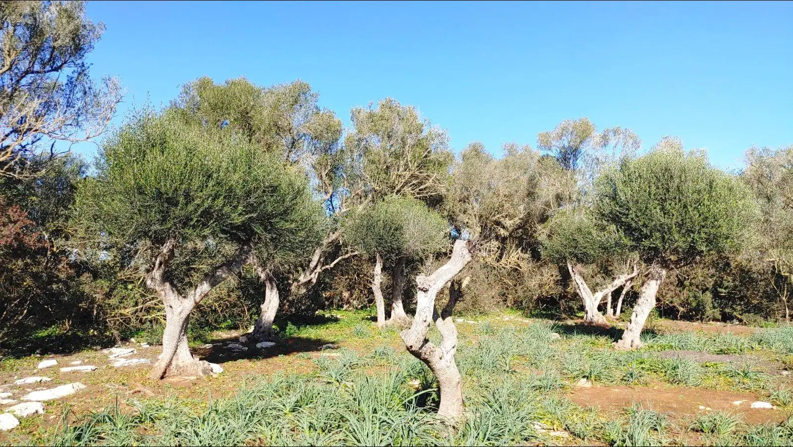 Terrenys i solars en venda a Felanitx Poble, imagen 22