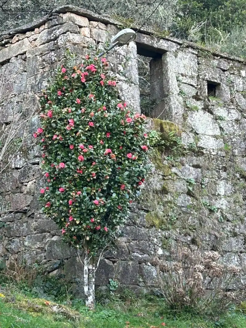 Jardí de Casa o xalet en venda en Cerdedo amb Jardí privat i Traster