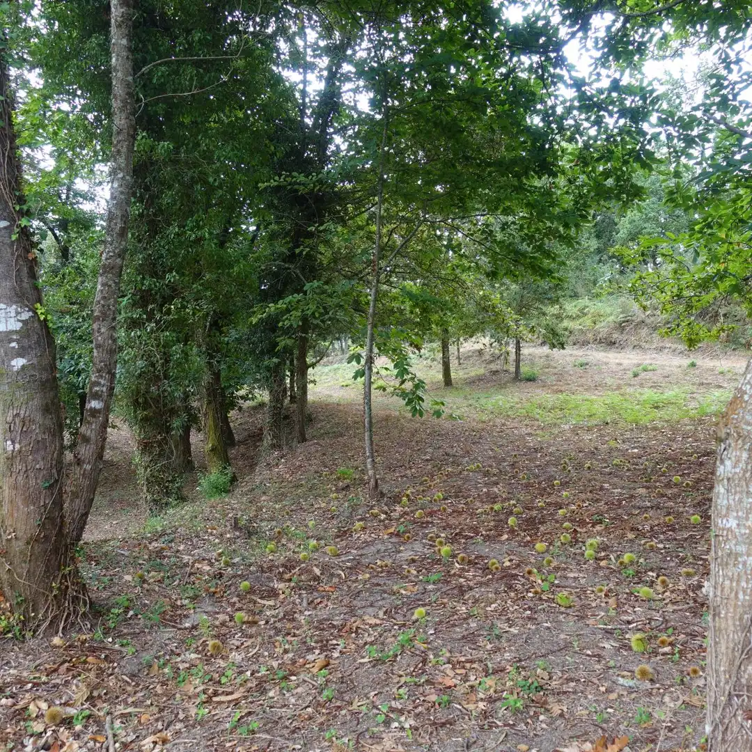 Finca rústica en venta en Gondomar
