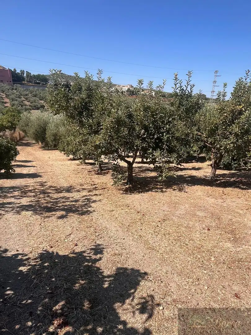 Casa rustica in vendita a Rute, imagen 10
