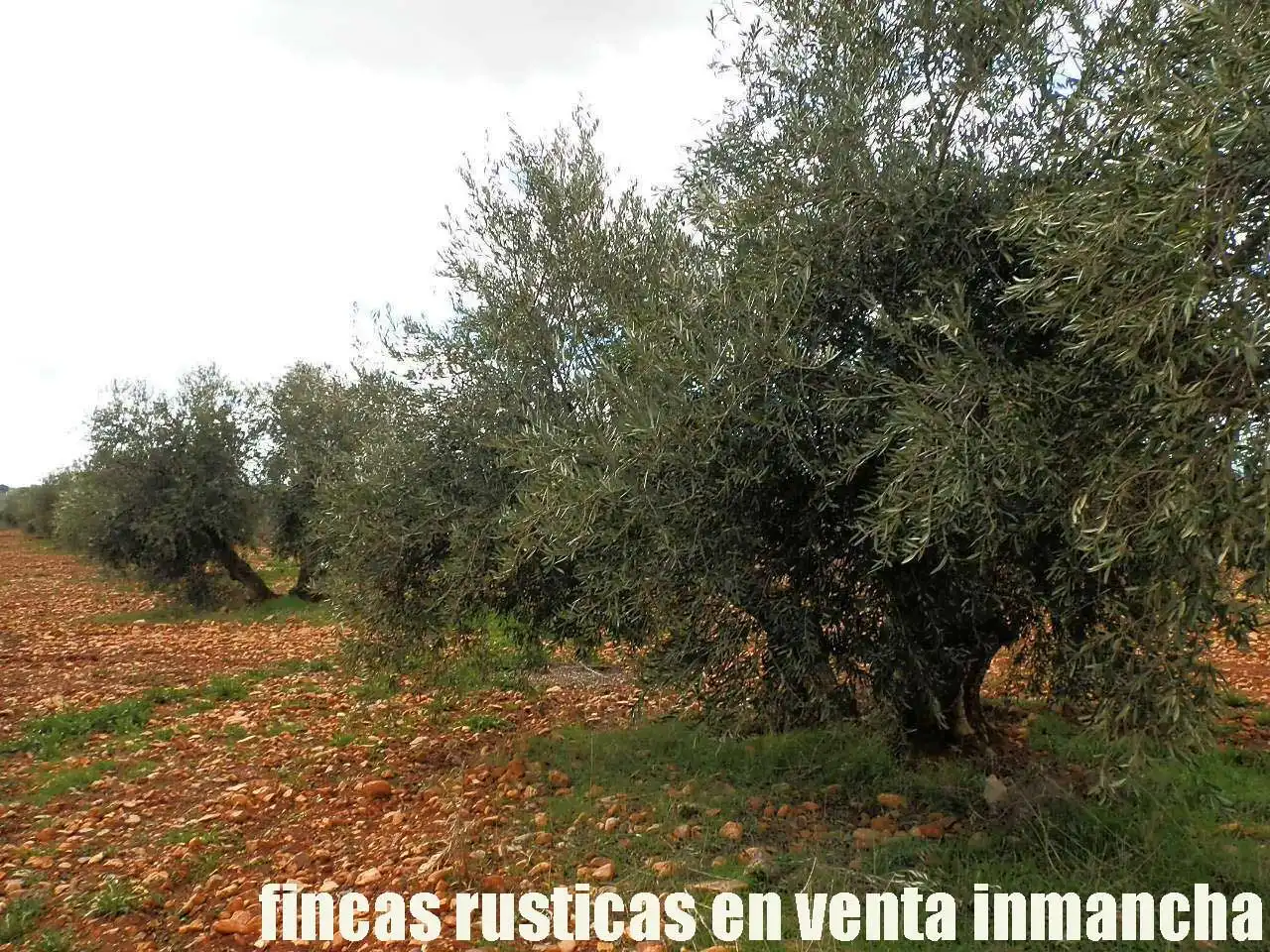 Rural land for sale in Valdepeñas, imagen 17