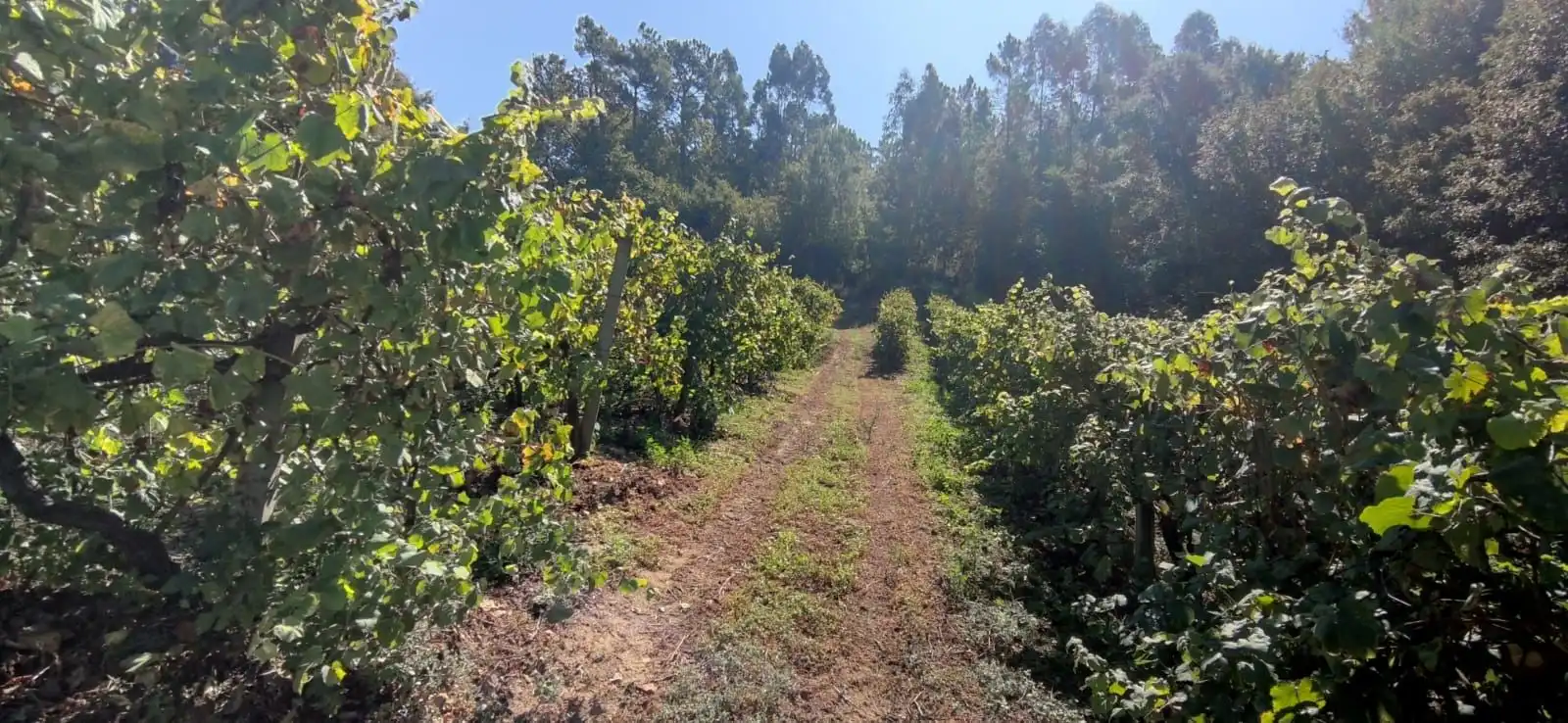 Casa o xalet en venda en Crecente amb Jardí privat i Moblat