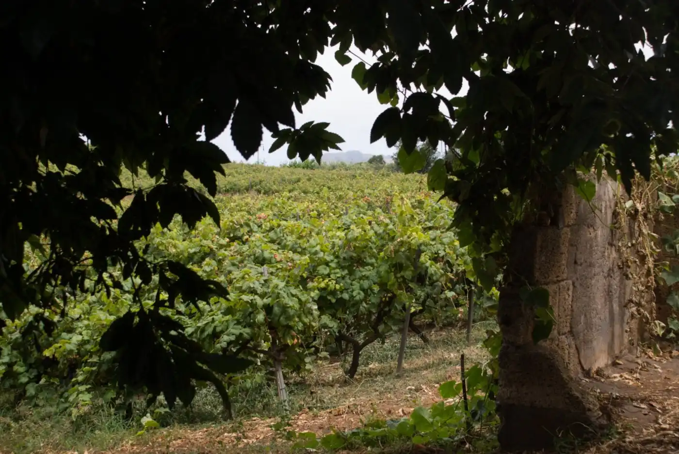 Jardí de Terreny en venda en El Sauzal