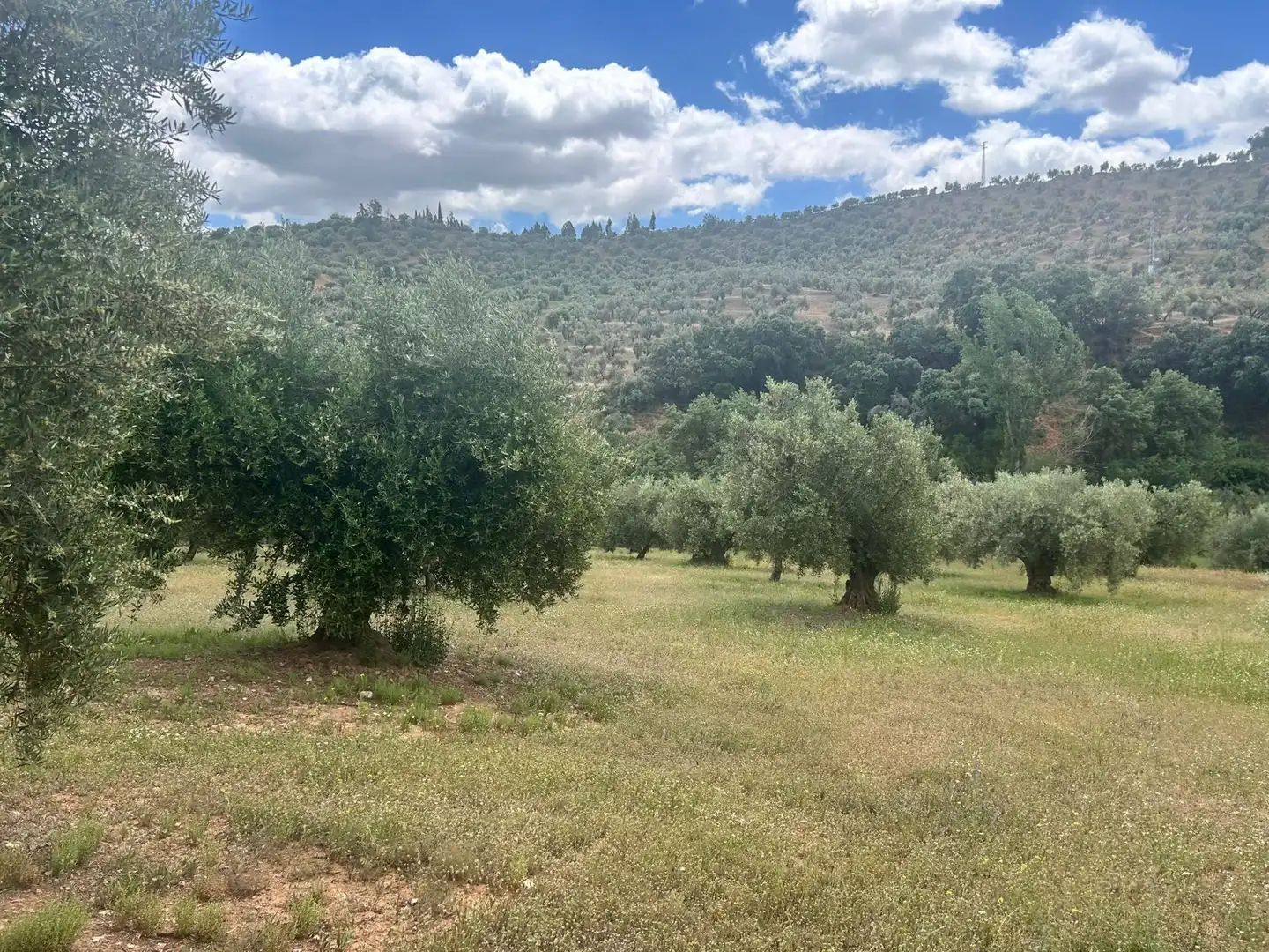 Terreno rustico in vendita a Calicasas, imagen 14
