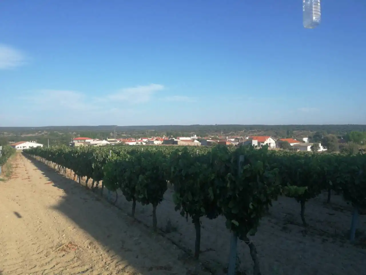 Finca rústica en venta en Puebla de Azaba