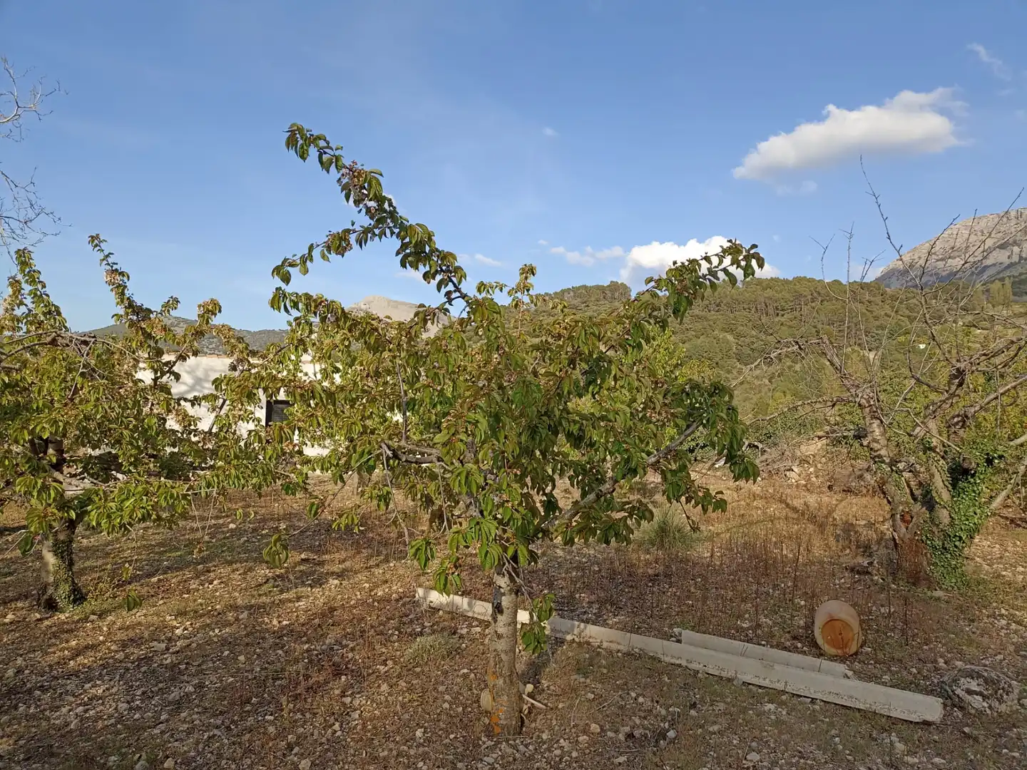 Land for sale in Torres