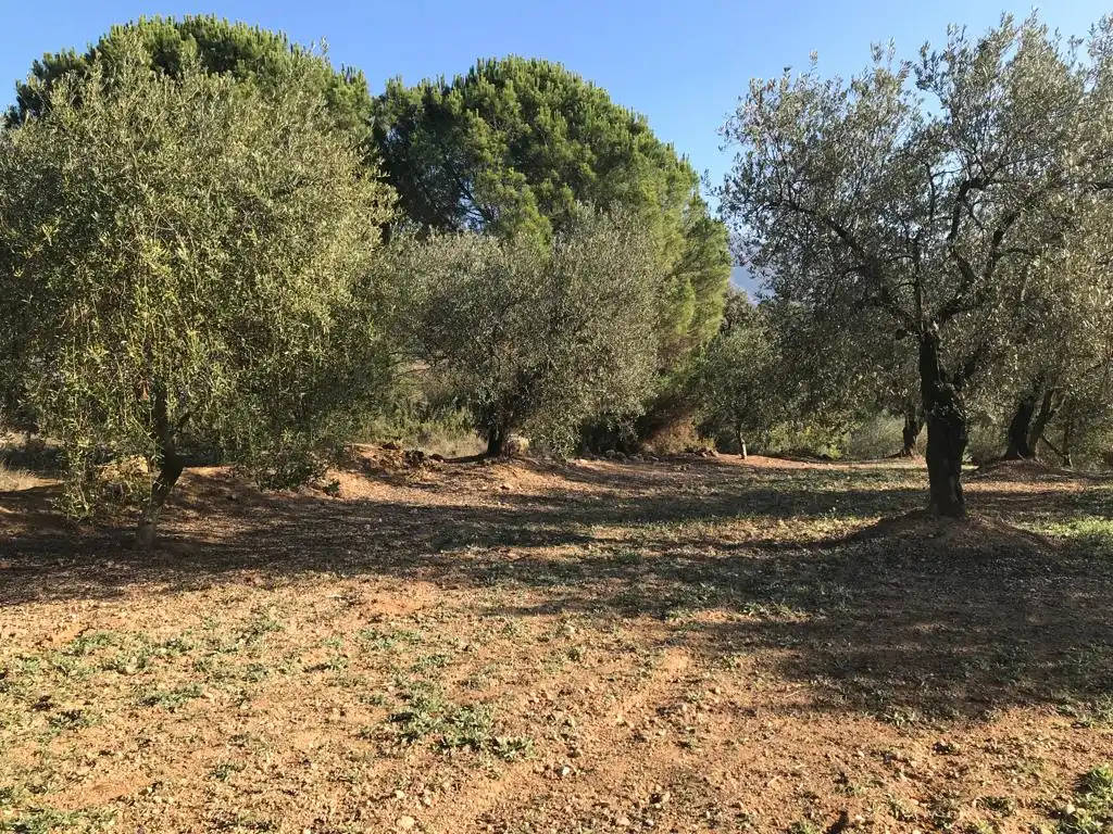 Terrain rustique à vendre à El Bruc, imagen 5