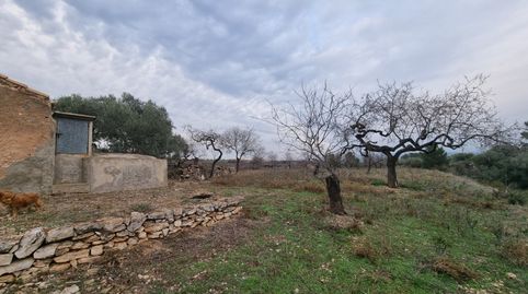 Económica Finca, con antigua caseta de campo de 25 M2 en El Perello, image 4