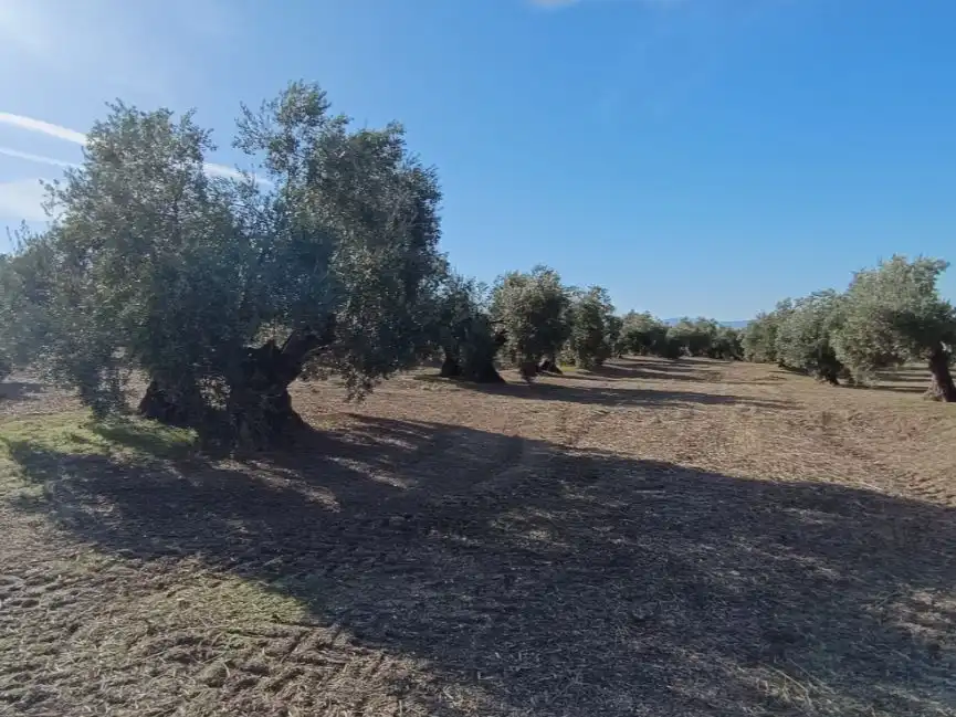 Land for sale in Baeza