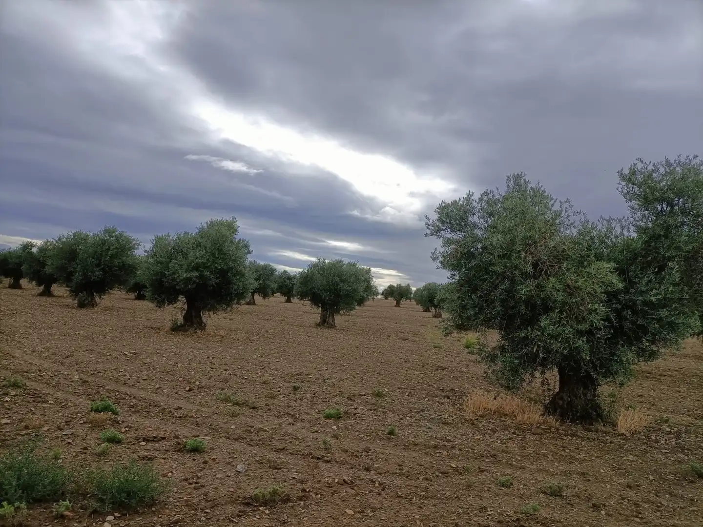 Rural land for sale in Almonacid de Toledo, imagen 2
