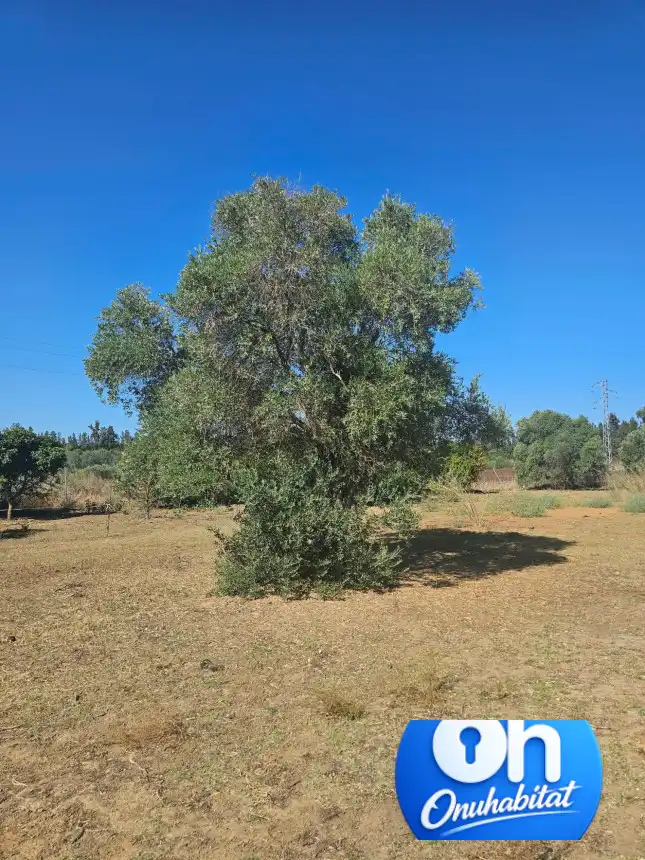 Terrenos y solares en venta en Gibraleón, imagen 3