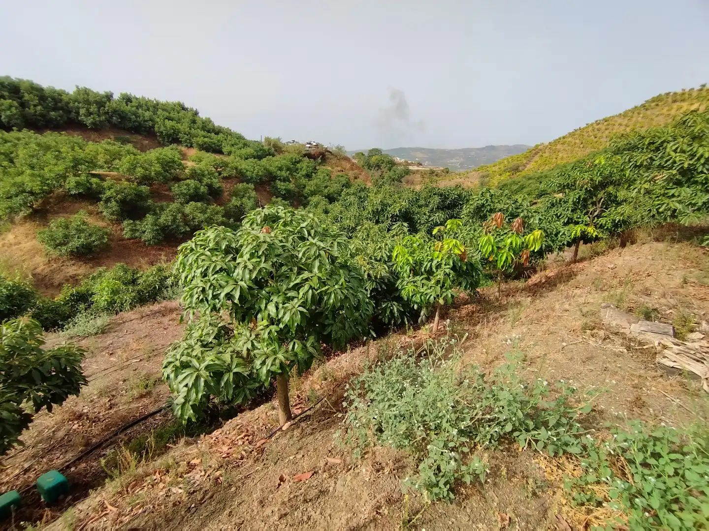Terreno rustico in vendita a Diseminado Real Alto, imagen 12