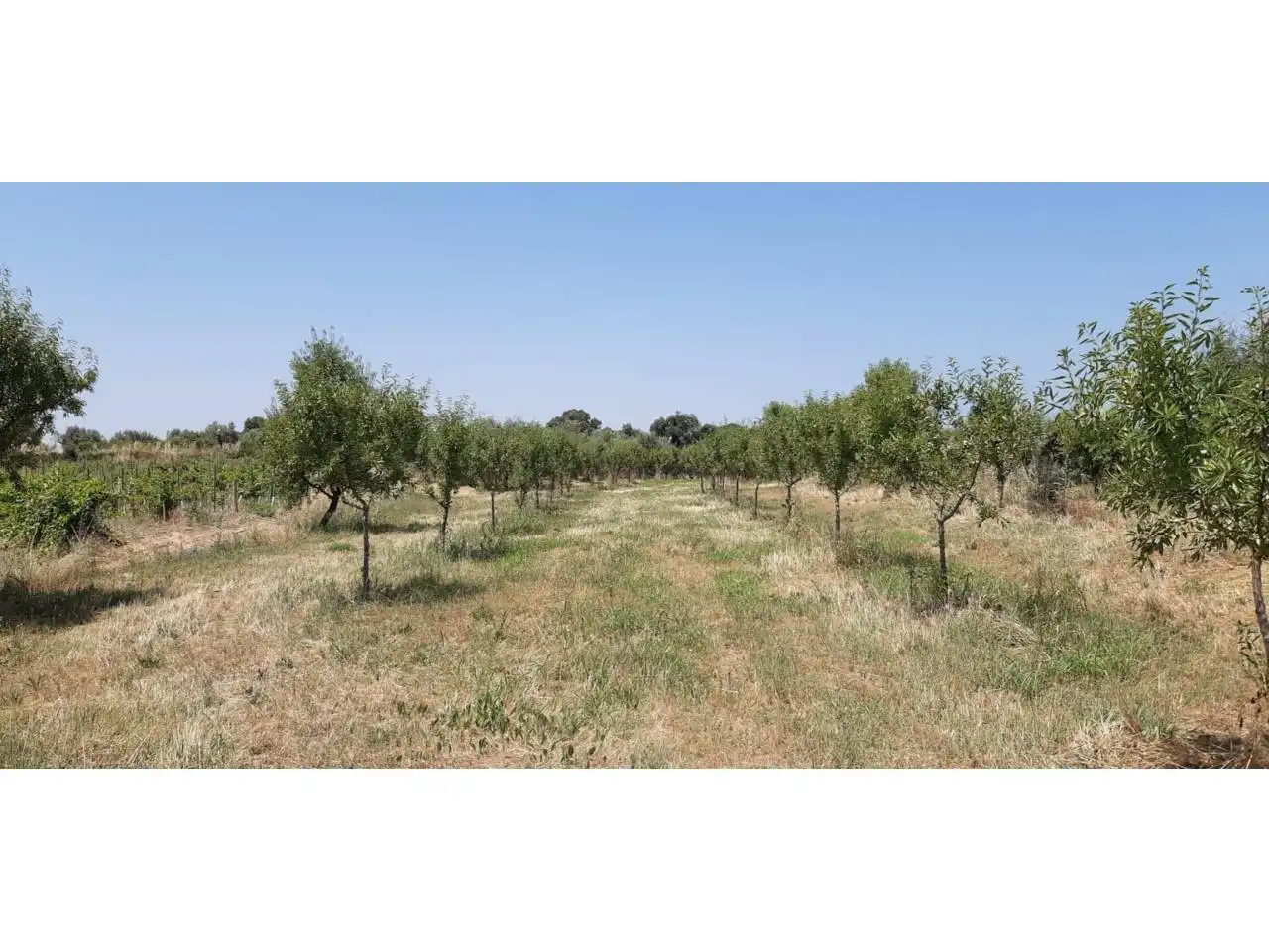 Terreni e lotti in vendita a Poligono PARCELA 351 CONELLER, SANTA MARIA DE DULCIS, imagen 4