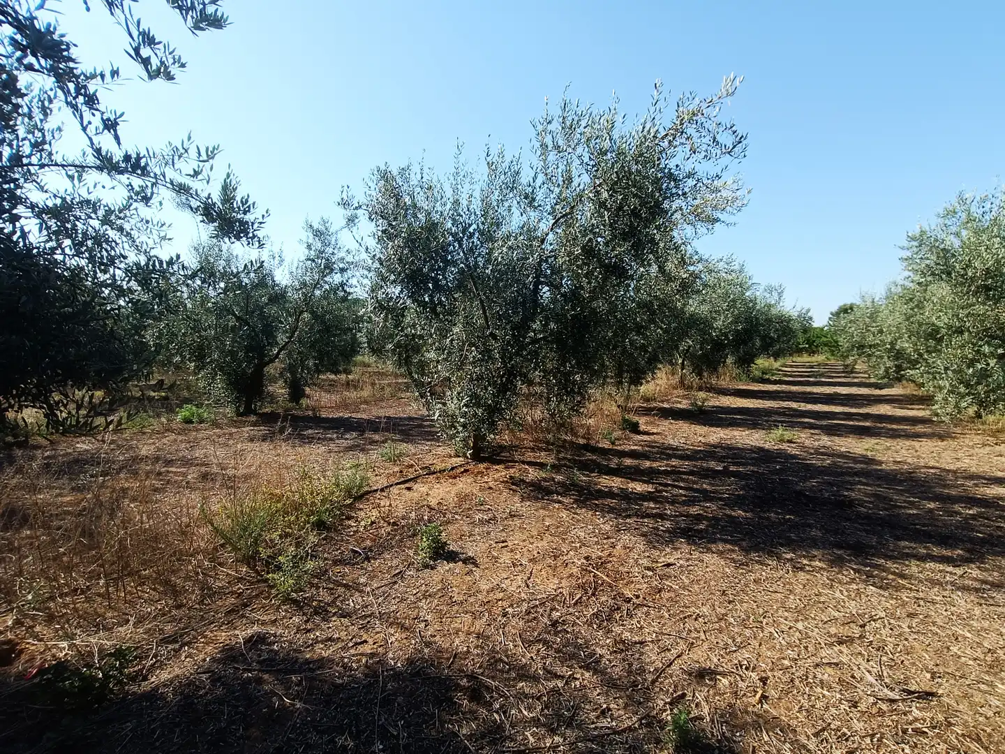 Terreni e lotti in vendita a Villanueva del Ariscal, imagen 8