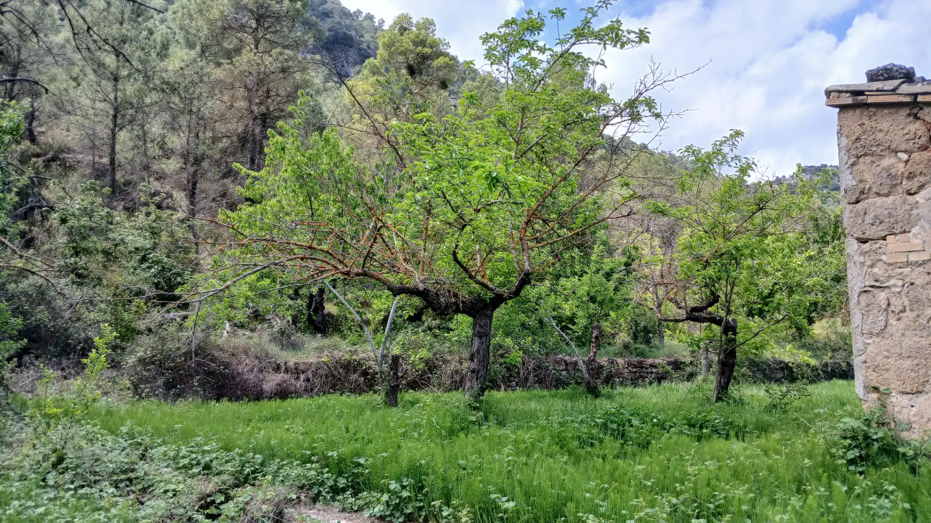 Garden of Land for sale in Beceite