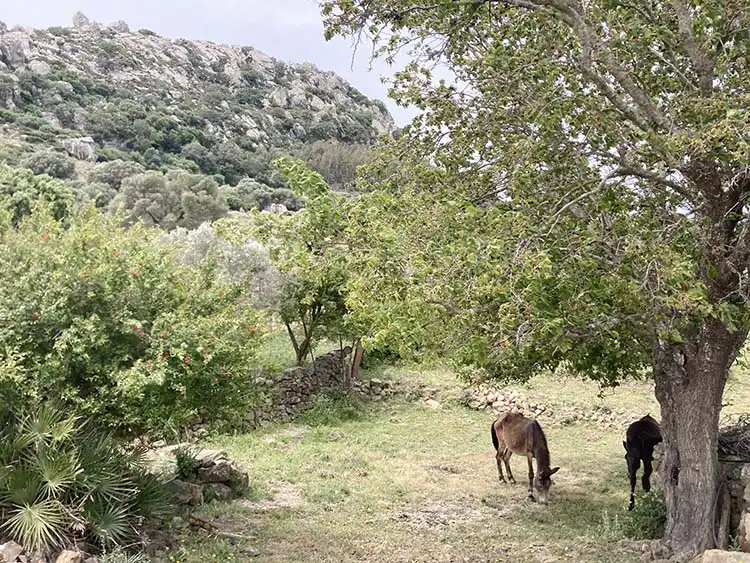 Country house with garden for sale in Tarifa ciudad