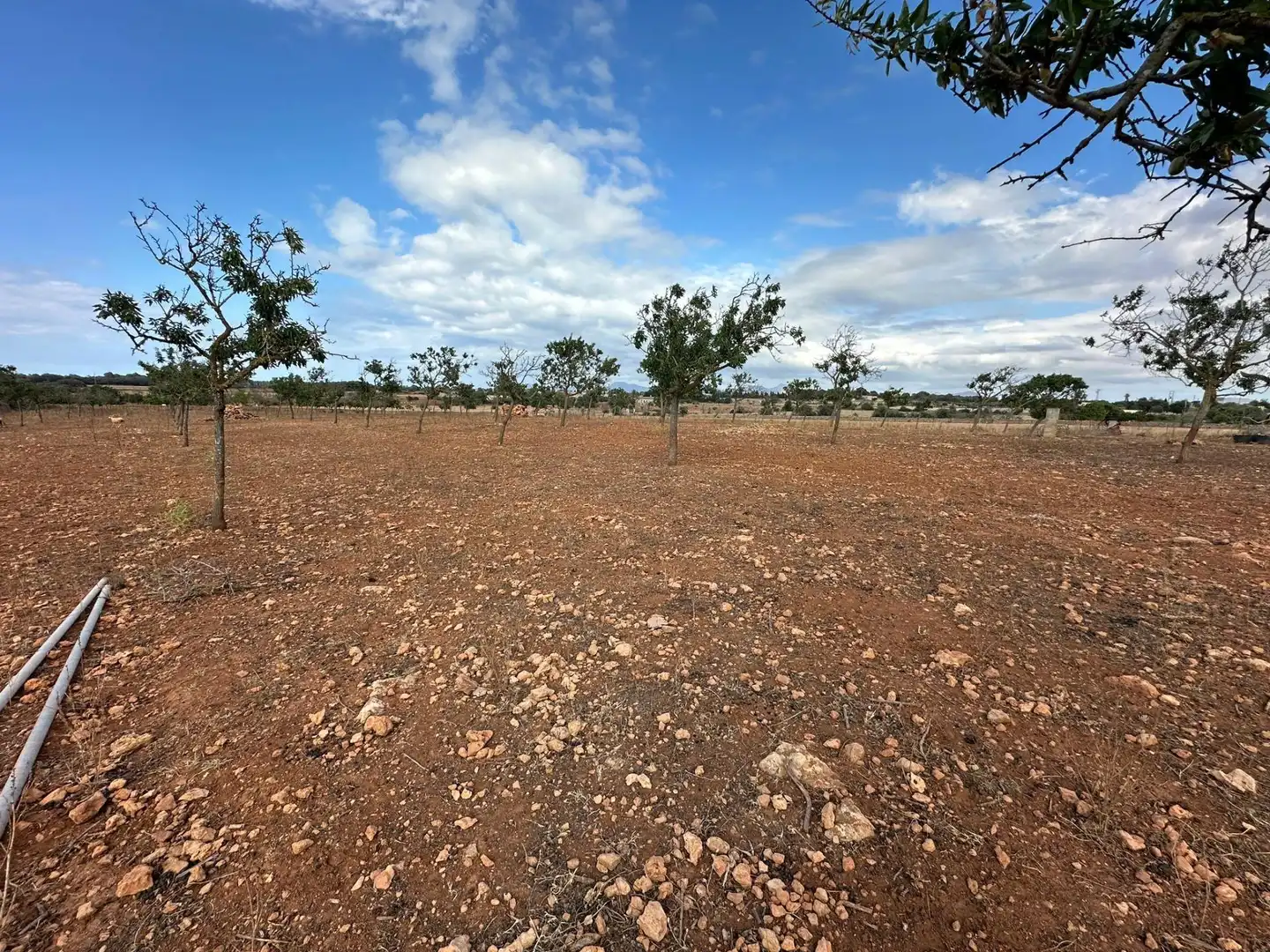 Terrain rustique à vendre à Muro, imagen 10