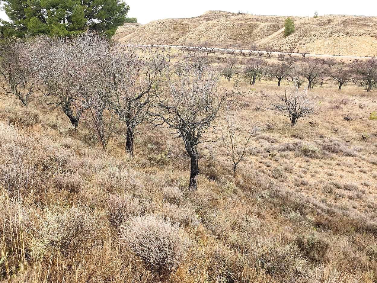 Land for sale in Maluenda