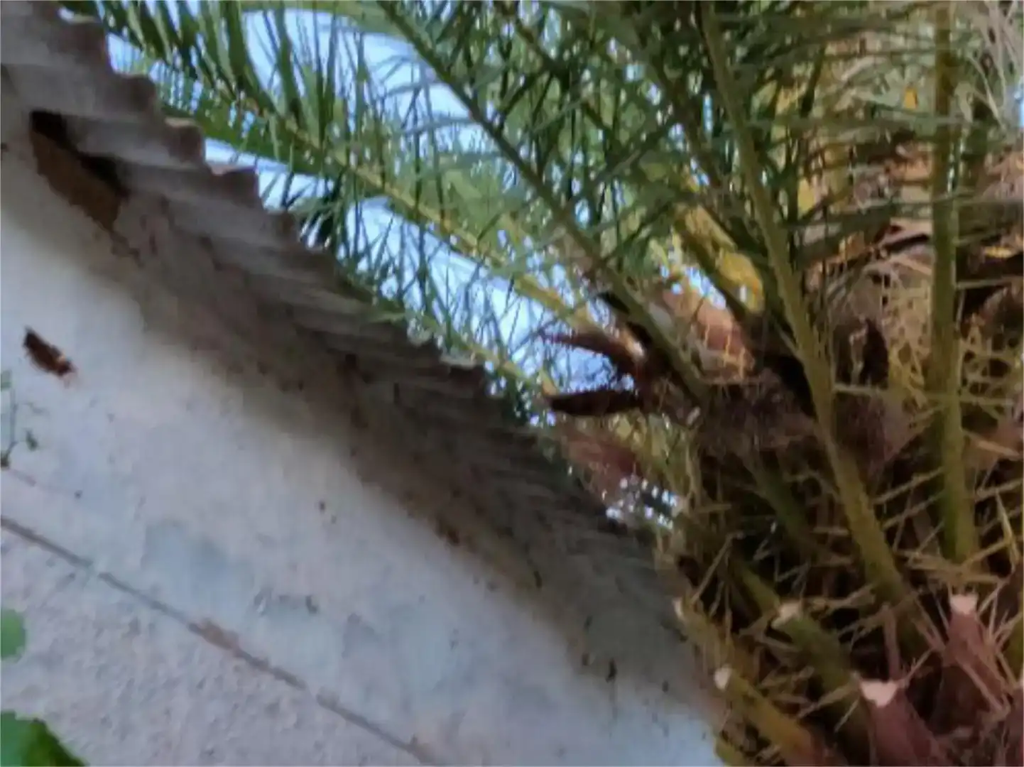 Vista exterior de Pis en venda en Torralba de Calatrava amb Jardí privat, Traster i Moblat
