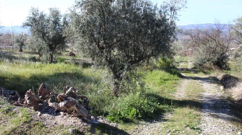 FINCA RÚSTICA DE 568 M2 EN EL ROMERAL, immagine 2