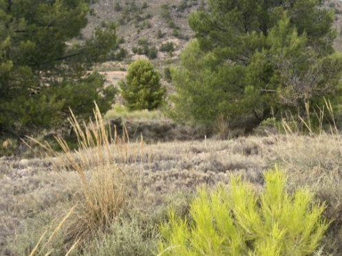 Terreno en Venta en MU-15-A, 51 en Jumilla