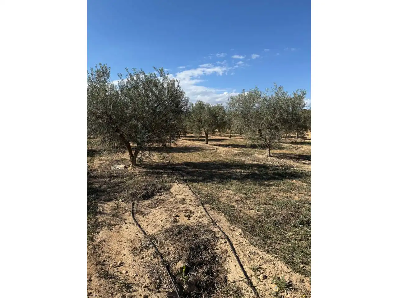 Finca rústica en venta en Elche / Elx con Terraza y Amueblado