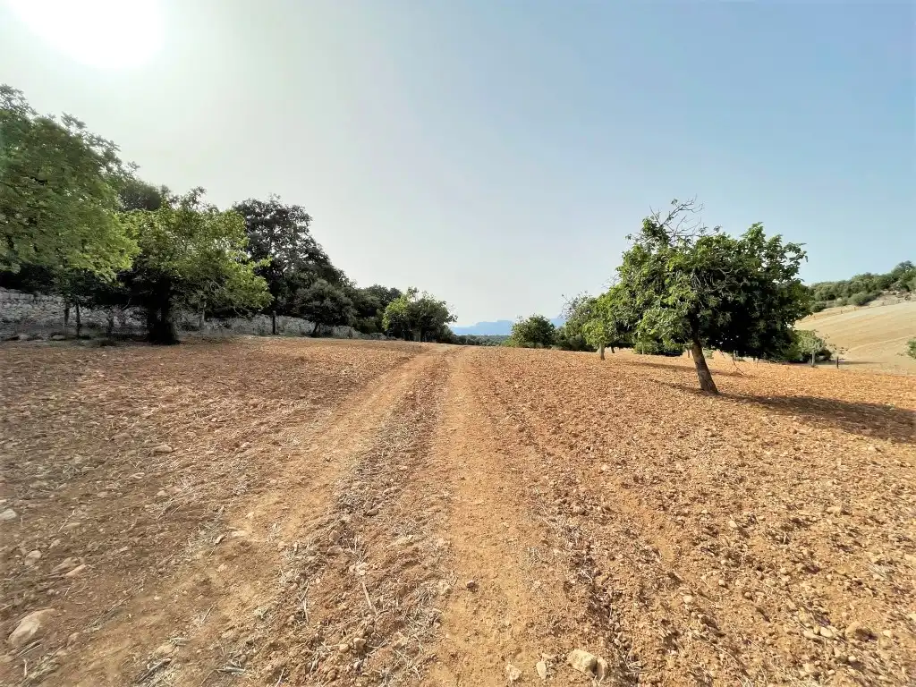 Rural land for sale in Sineu, imagen 7