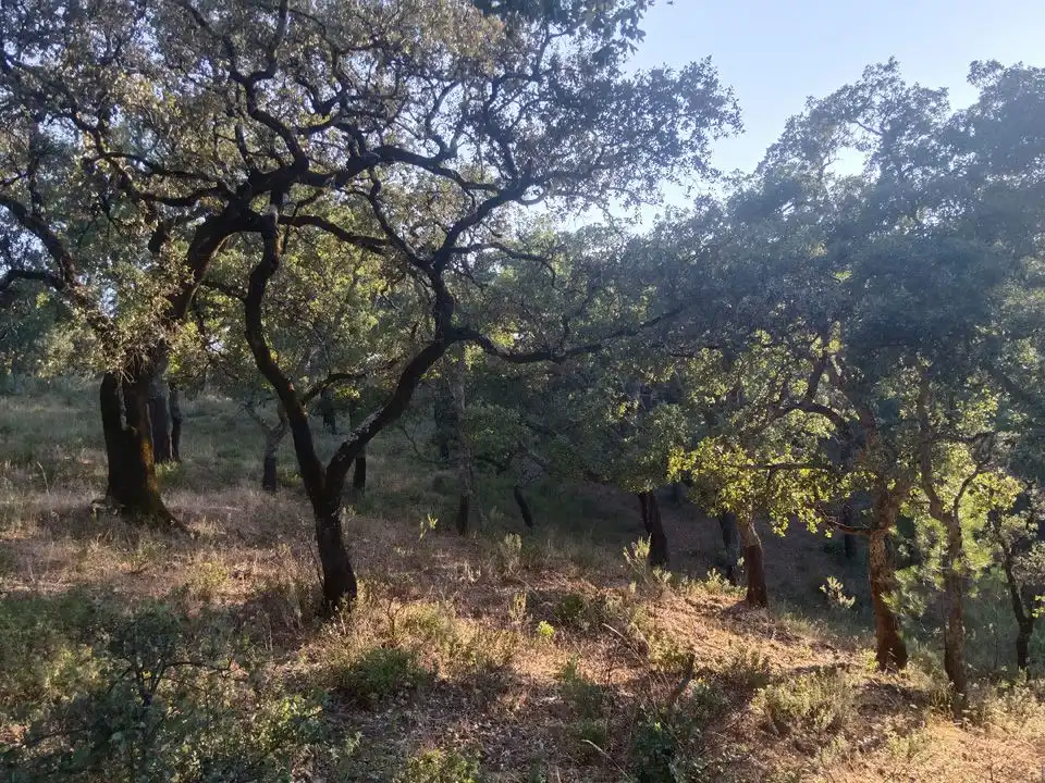 Finca rústica en venta en Linares de la Sierra