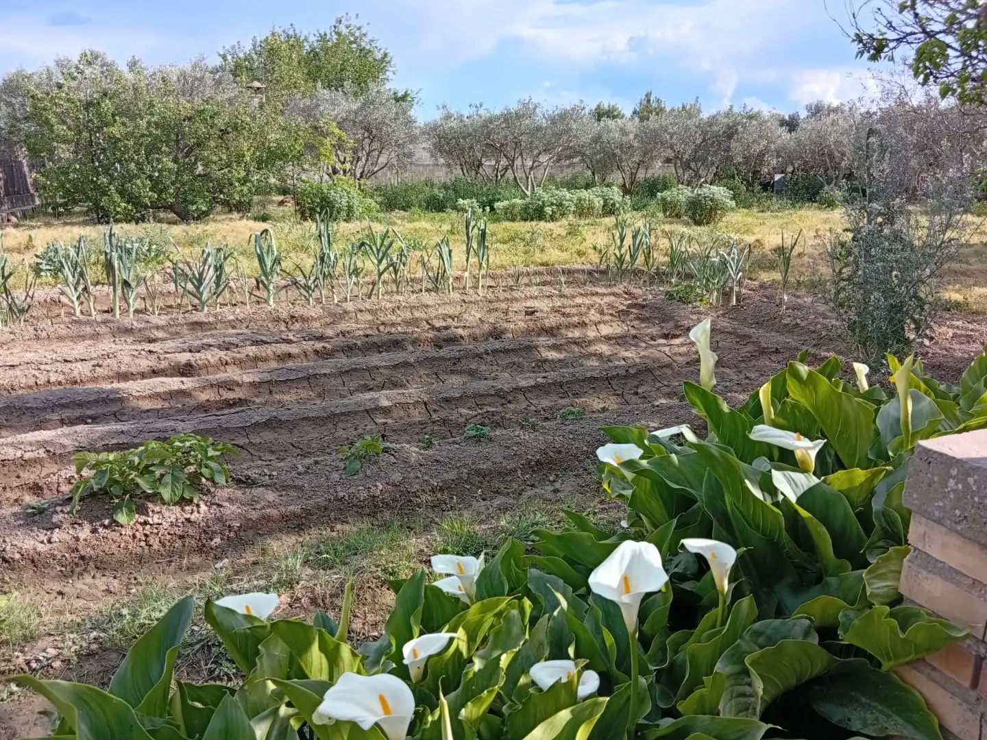 Garten von Grundstücke zum Verkauf in Tudela
