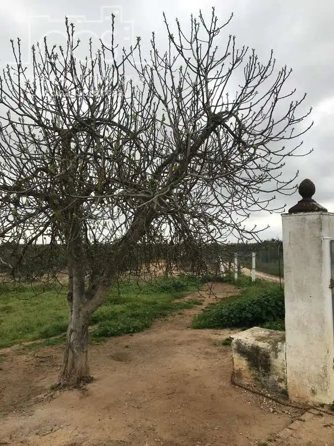 Casa rústica amb piscina en venda a Almonte ciudad, imagen 4