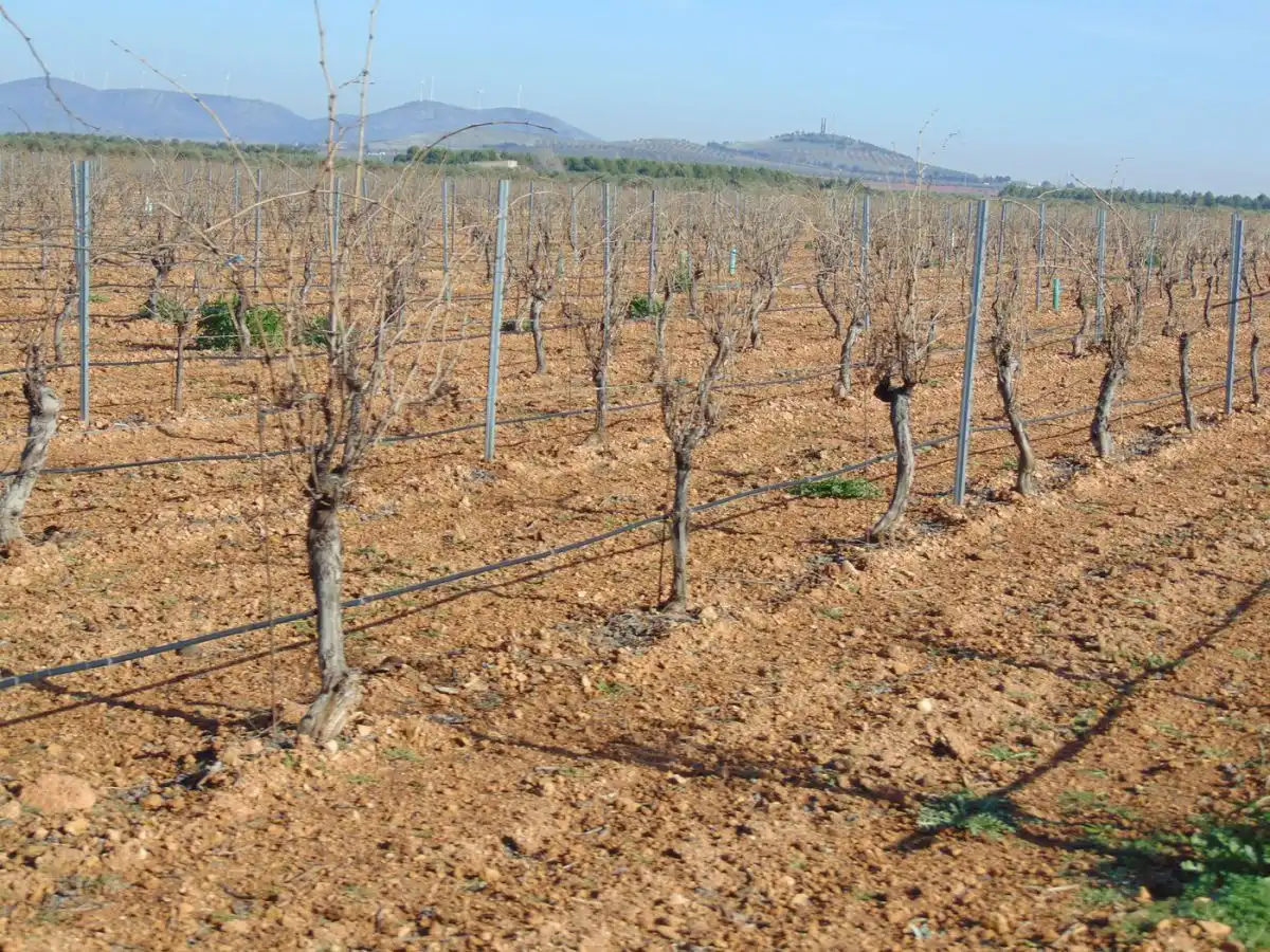 Rural land for sale in Valdepeñas, imagen 24