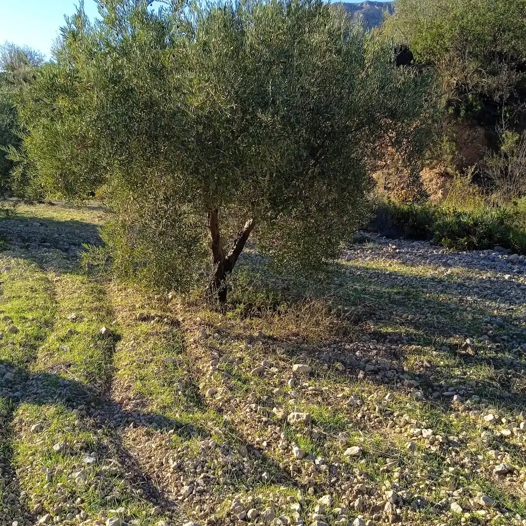 Terreny rústic en venda a La Romana, imagen 12