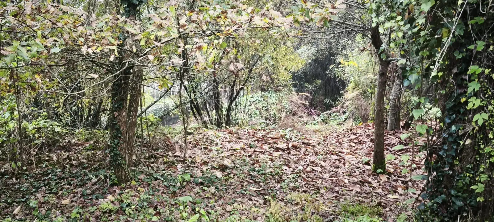 Terreny rústic en venda a Bouza (A)-Pontellas, imagen 10