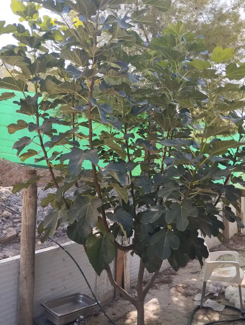 Terreno rustico in vendita a Santa Fe de Mondújar, imagen 55