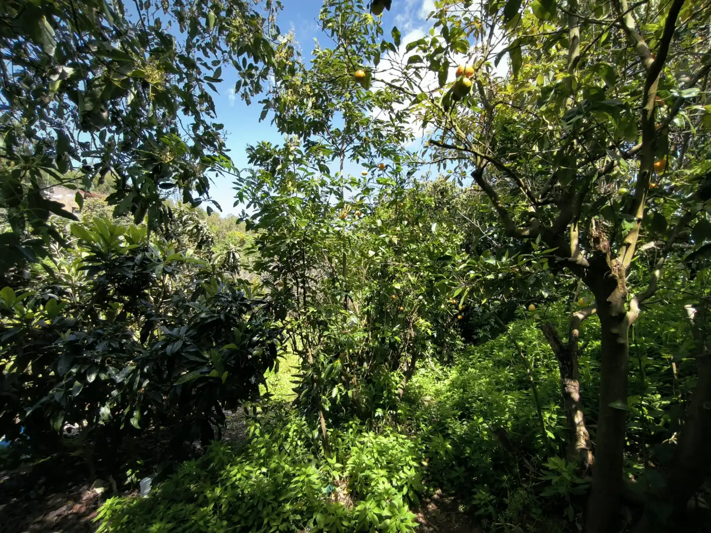 Jardín de Finca rústica en venta en Moya (Las Palmas)