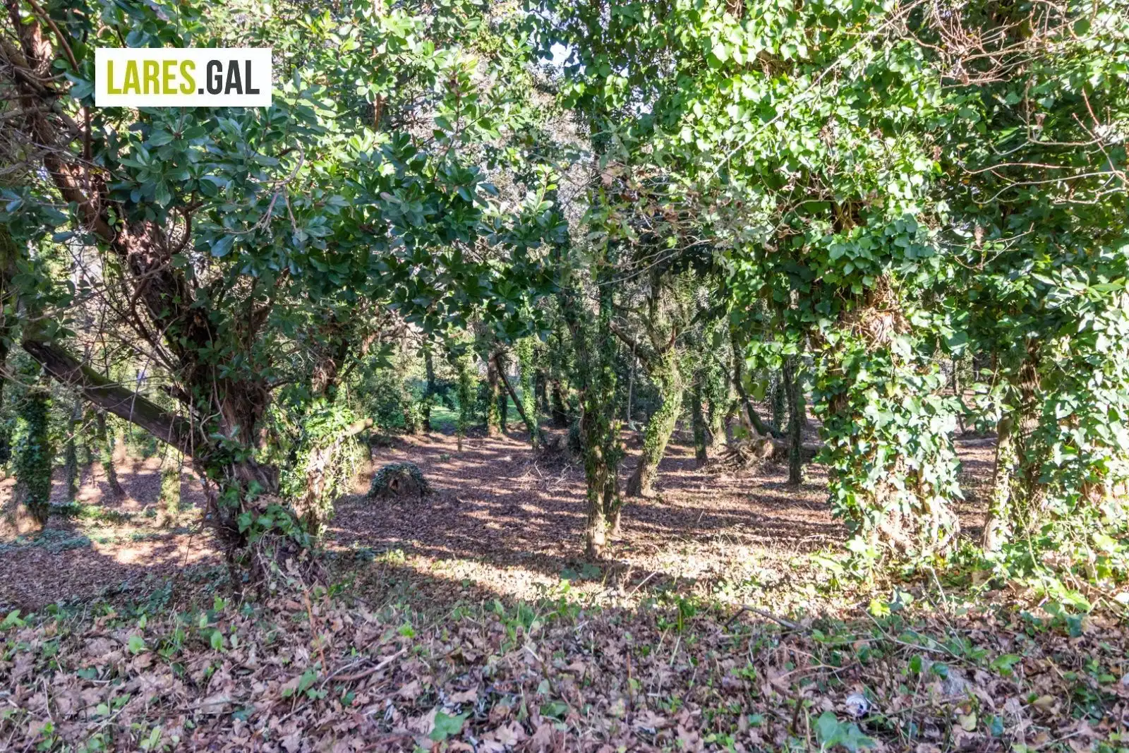 Lands and plots for sale in Rúa Ximeu, imagen 23