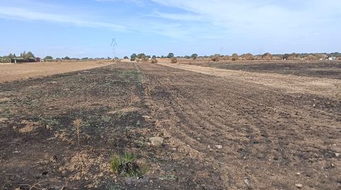 Foto 2 de Terreno en venta en Carretera Valverde de Mérida, Este, Mérida