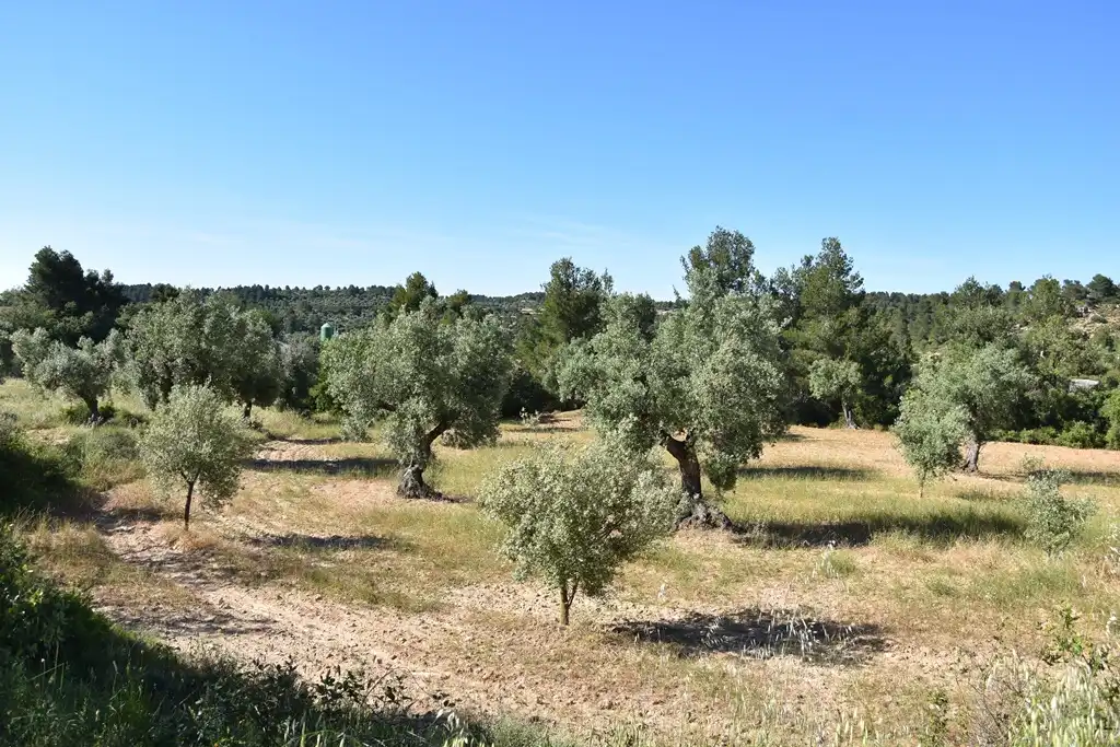 Terreni e lotti in vendita a Cretas