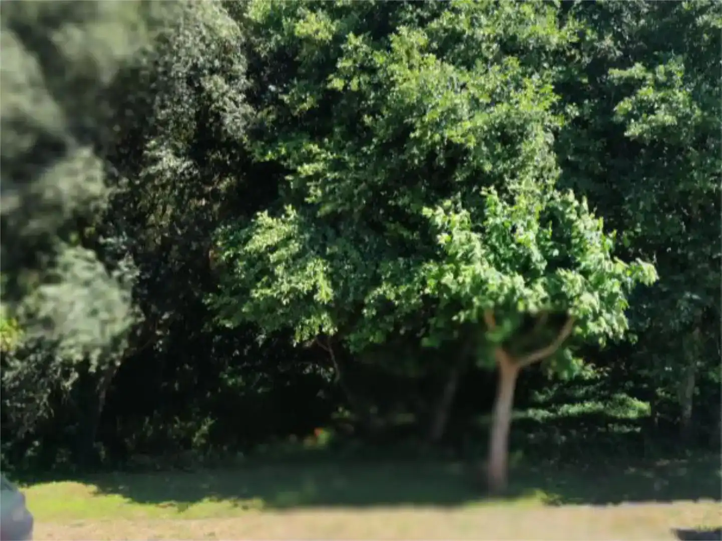 Jardín de Casa o chalet en venta en Ponteceso con Balcón
