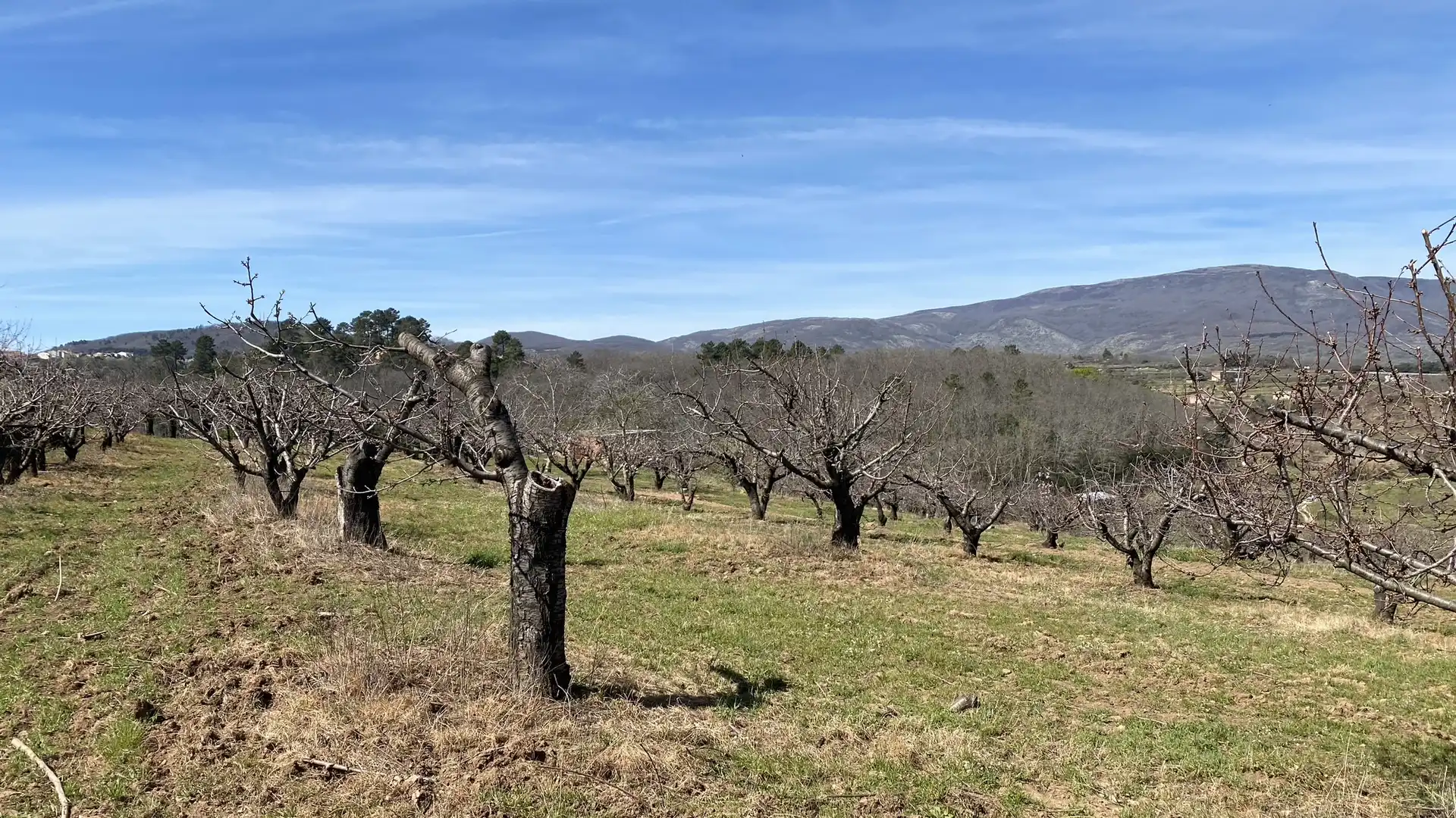 Terreni e lotti in vendita a Jaraíz de la Vera, imagen 6