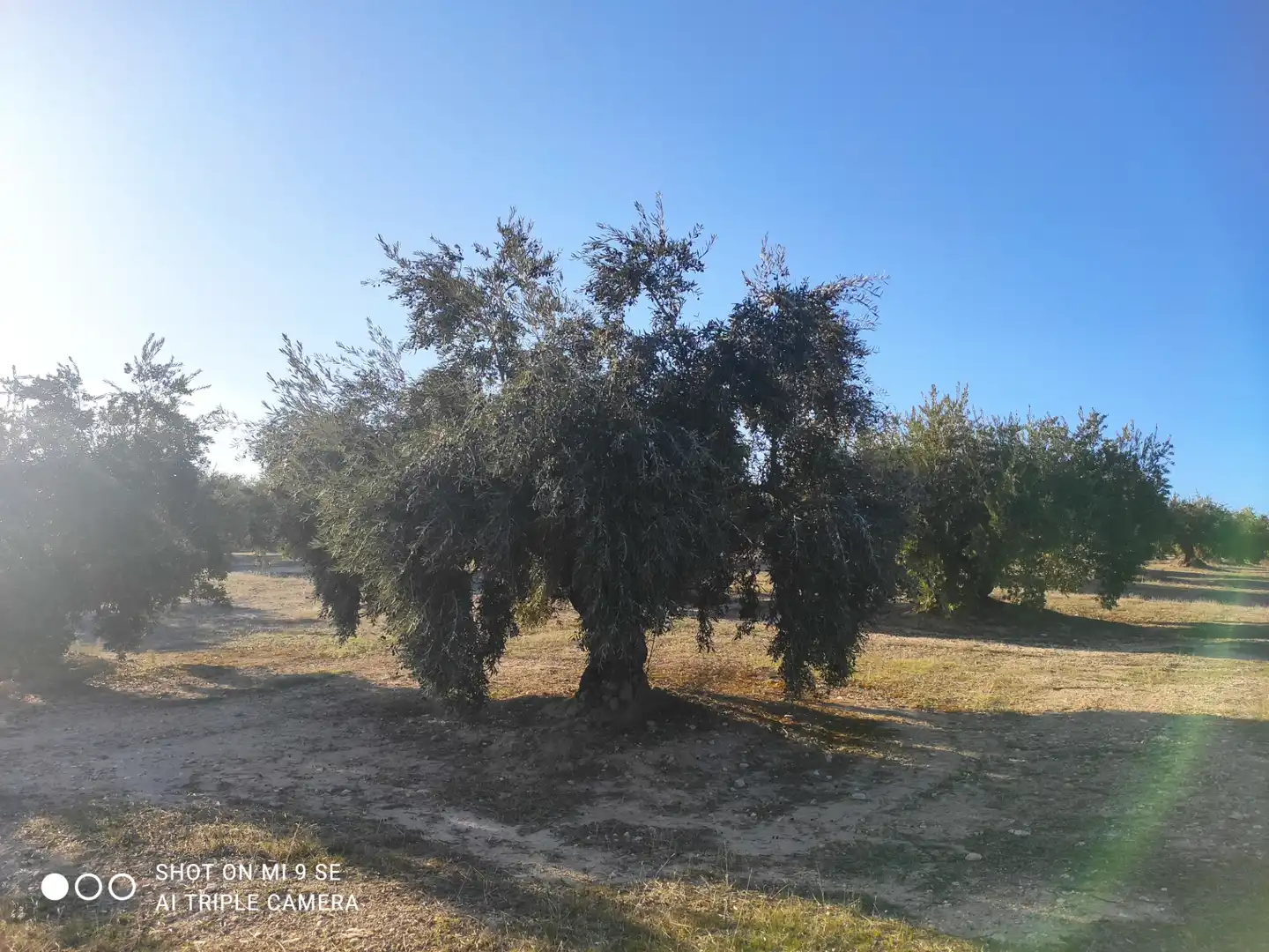 Terrain rustique à vendre à CIUDAD DE BAENA 68