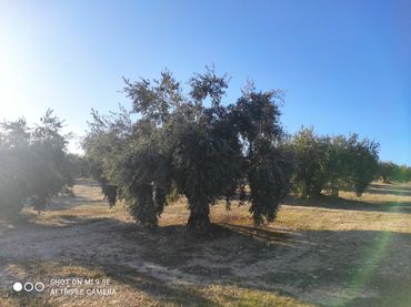 Terreno rustico in vendita a CIUDAD DE BAENA 68