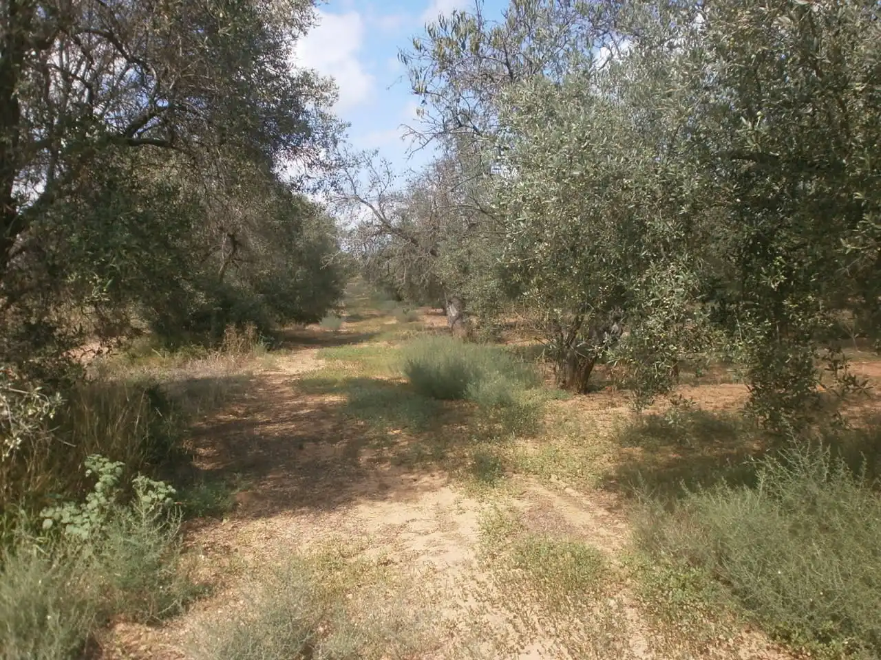 Rural land for sale in Constantí, imagen 16