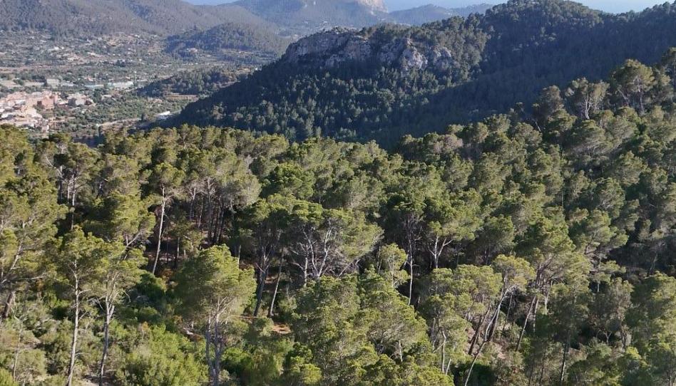 Photo 1 of Land for sale in Camino Polígono 15 Parcela 203 Sa Trongera. Andrat, 15, Port d'Andratx, Illes Balears